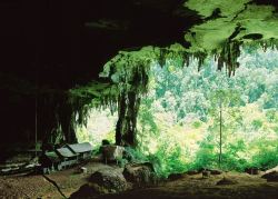travelgurus:    Miri, Niah Caves & Lambir Hills at Gunung