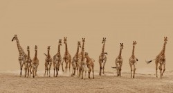 May you ever run wild and free (Rothschild’s Giraffes)