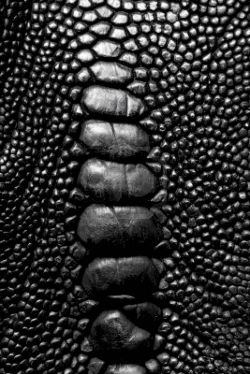 artcomesfirst:  Crocodile Skin with rough, bumpy surface detail;