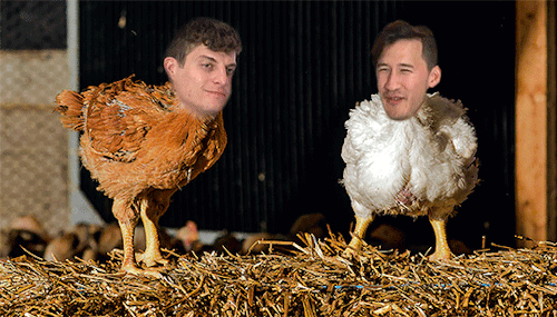 d-sliceisnotonfire:  coupla bird brains :///