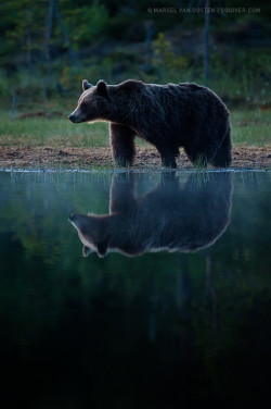 earthlynation:  (via 500px / Summer Solstice by Marsel van Oosten)