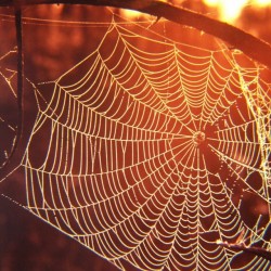 stickyspiderwebsexiness:  Life is like a Spider web… So delicate.