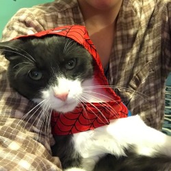I put a spiderman costume on my cat