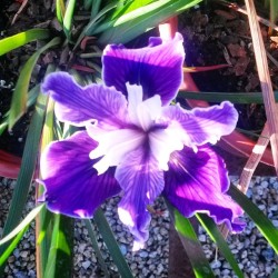 Getting #hairdye inspiration from #nature! #purple #punk #flowers