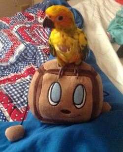 rawritscarol:  It seems as if my bird enjoys Tiny Box Tim just