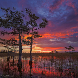 landscapelifescape:  Everglades, Florida, USA (by Paul Marcellini)