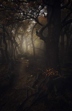 radivs:  Enter | Forest of Soulsby Alexandre Deschaumes || deviantART