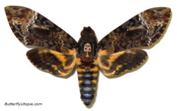 sixpenceee:  The Death’s-Head Hawkmoth gets its name from the