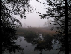 zocher: foggy evening