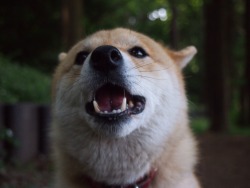 shibainu-komugi:  今日の柴犬の小麦さん #shiba #dog