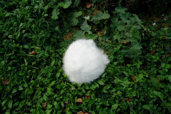 imaginarycircus:  cat-government: fluffball exposed As you can
