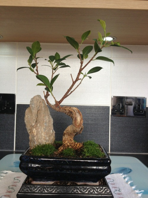 chris-dougal:  The fig bonsai after its first pruning & the Jin & shari tidied up a bit after its damage, the shari has been formed after the tree had sustained the damage, one of its largest branches was broken off & the pot it was in smashed