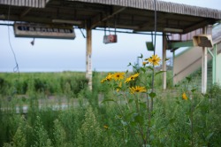 makotone:  Former Evacuation Area - Fukushima Daiichi nuclear