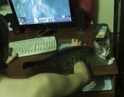 rubee:  what the fuck how is he putting his arm through the cat