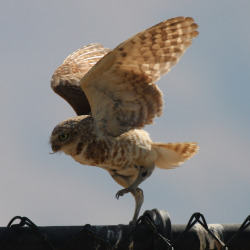 owlsday:  Burrowing Owl 