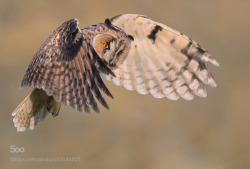 animal-photographies:  Long-eared Owl in flight !!