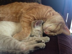 My kitten, Houdini, cuddled into my mil’s cat, Oscar.