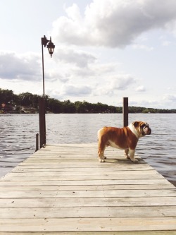 Duncan the English Bulldog