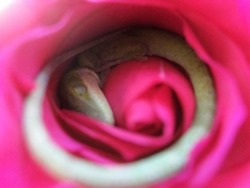 silverpopcorn: sixpenceee:  A lizard seen sleeping in a rose.