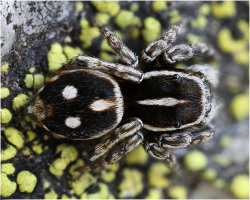 spiders-spiders-spiders:   	Sitticus atricapillus - Männchen