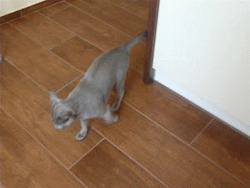 love4my2cats:  Her tricks when I’m in the kitchen and she’s