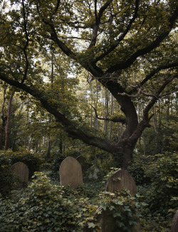 dariaendresen: Highgate cemetery, London   #cemetery #highgate