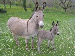 starlightnymph:  super cute mamma and baby donkey in a pretty