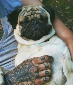 inkstylee:  PUGS  Such a cute and content pug :)