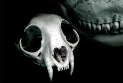 skullandbone:  lynx-skull by coyotter on Flickr. 