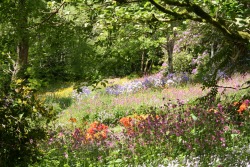 pagewoman:   Southcombe Gardens, Dartmoor, Widecombe-in-the-Moor,