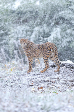 drxgonfly:  Cheetah Winter Wonderland (by Josef Gelernter) 