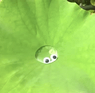 hope-ysl:  cryptid-stimming:  x   Ah but to be a waterdrop with