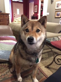 awwww-cute:  I think my dog might be the offspring of a wolf