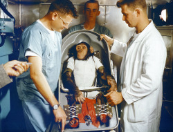 gunsandposes-history:  Ham the Astrochimp (1956-1983) sitting