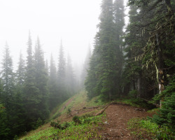 itakephotosofallthethings:  Through The Trees Mt. Rainier National