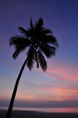 pikxchu: Sunrise over a palm tree, Pembe Abwe by Lizzy Baxter