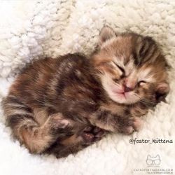 catsofinstagram:  From @foster_kittens: “Want a kitten like