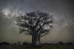 nubbsgalore:  photos by beth moon of baobabs trees in botswana’s