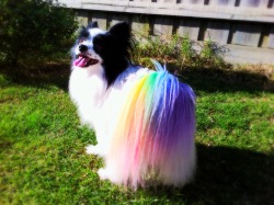 brienneoftarth:  More photos of Little Bit with her rainbow tail.