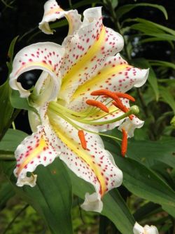 flowersgardenlove:  Lily Beautiful gorgeous pretty flowers 