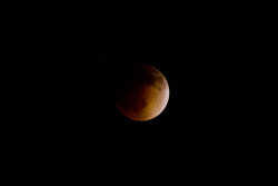 floralgrxxn:  tifferini:  Blood Moon: April 15, 2014 in Los Angeles