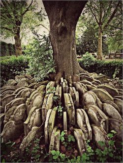 dichotomized:  The Hardy Tree In the churchyard of St Pancras