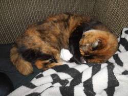 world-of-cats:  Myanfelmissy. Shepassedinthemiddlenight.inmyarmsitwassopainfullytowatchlifeleaveherkittkebody16yearsoldshewas