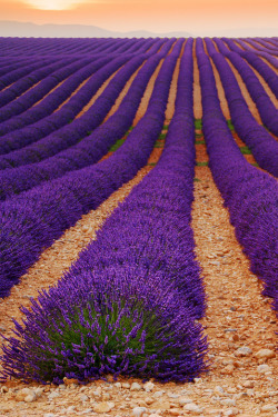 sundxwn:  Lavender field by Tomáš Vocelka 