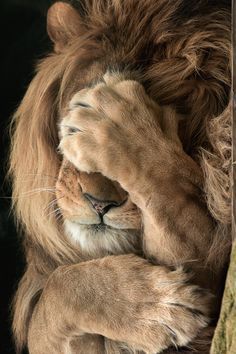 kaycliffcenter:  Lion: “I can’t belie http://ift.tt/1COmYkA