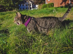 ZELDA; CAT ON A LEASH (and her not as awesome roommates)