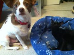 catsbeaversandducks:  10 Dog Beds Stolen By Cats“Why, Master?