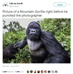 gahdamnpunk:  SCREAMING ☠️☠️ I bet the gorilla uploaded
