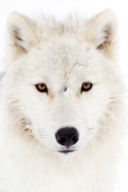 r2–d2:  White Wolf by (Jim Cumming) 