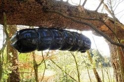 dominiqueh:  glossy-couple:  rlmoby62:  Forgotten in rubber cocoon! In